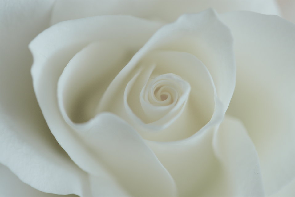 A Rose by (Any Other) This Name…Richard