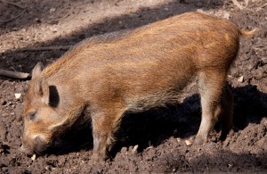 Young_Wild_Boar_(5696463735)