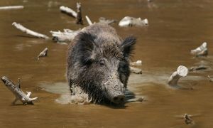 Pic of boar in mud