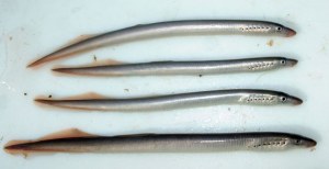 lampreys2