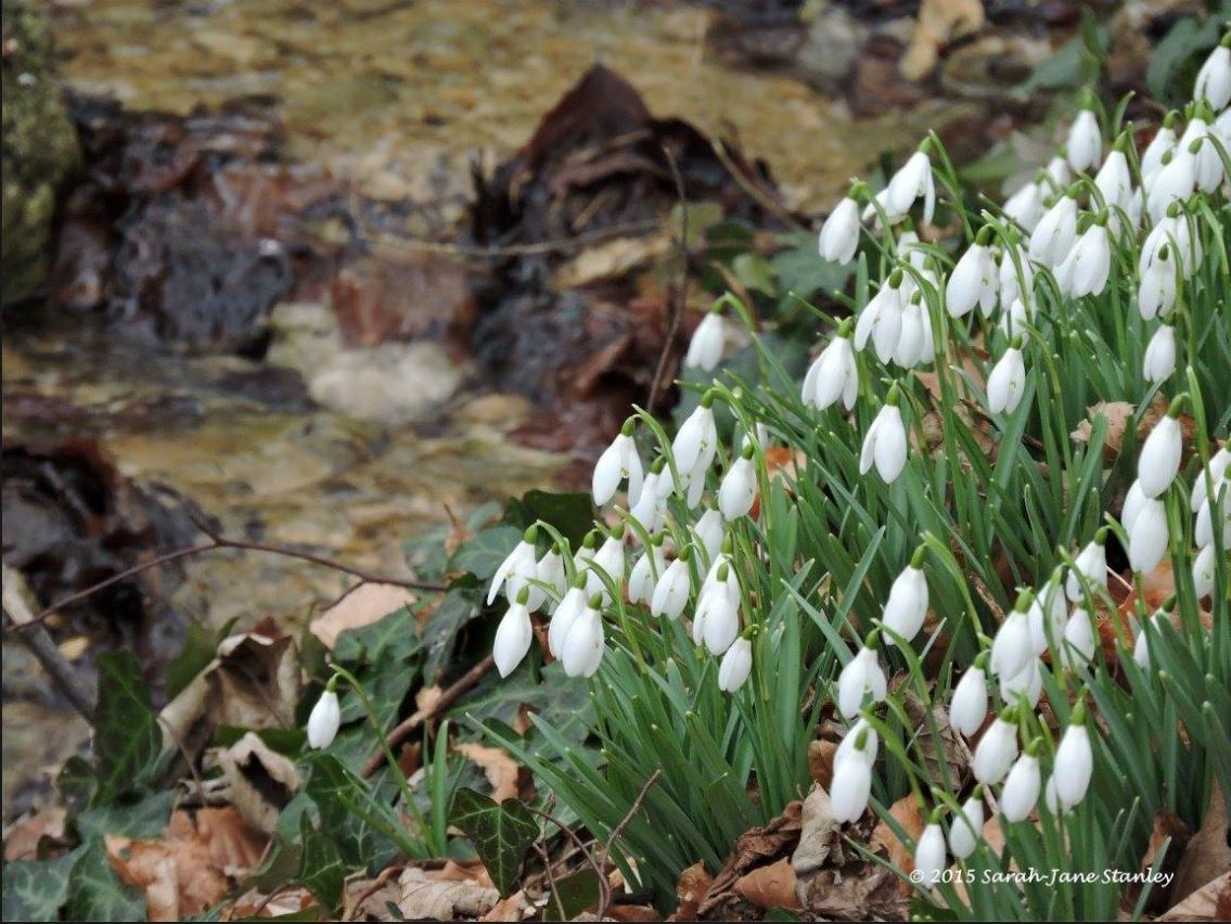 sarahs-snowdrops