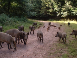 wild boar in Dean