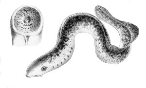 Picture of sea lamprey