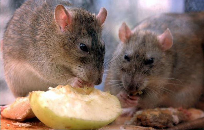 Colingbourne's buddies