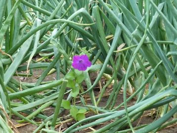 petunia-onion-patch