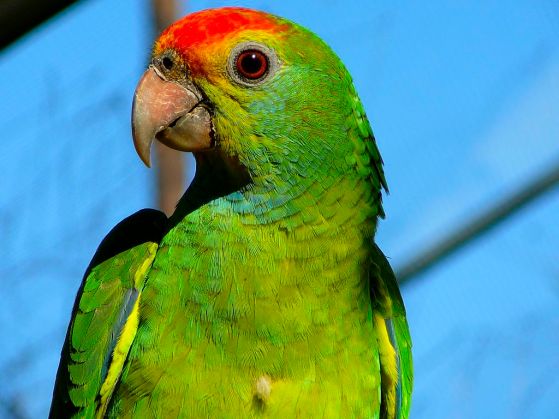 Photo of a parrot
