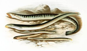 lampreys