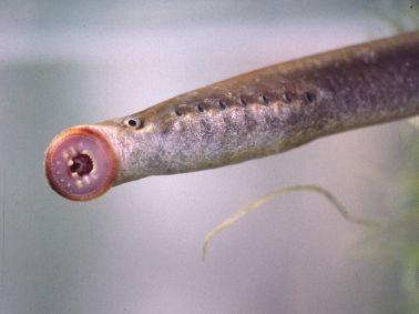 More About Lamprey