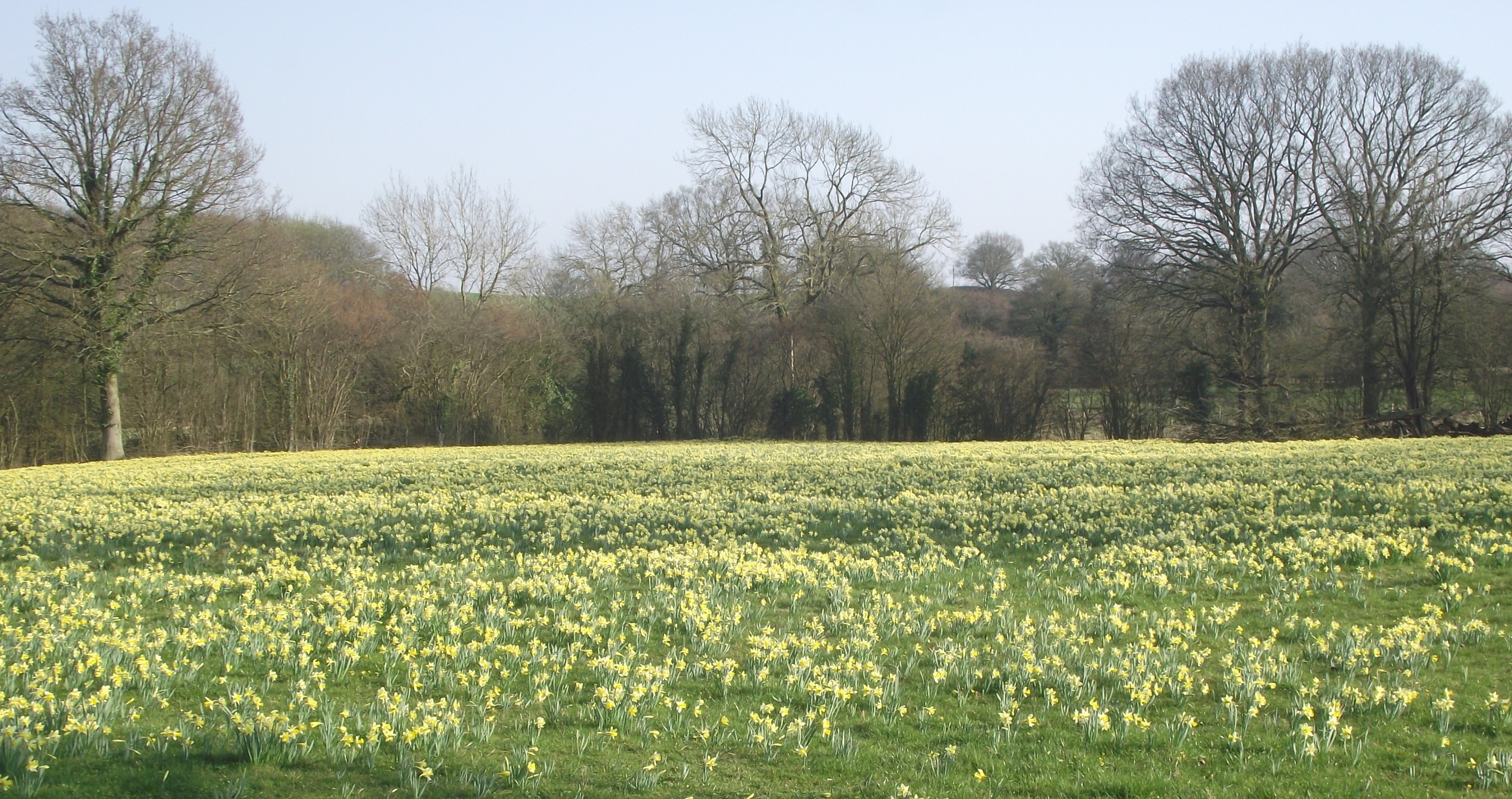 Dymock's wild daffodils