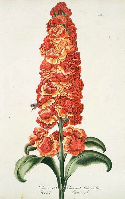 Gillyflower-drawing-elmore-court-history-Georg-Dionysius-Ehret